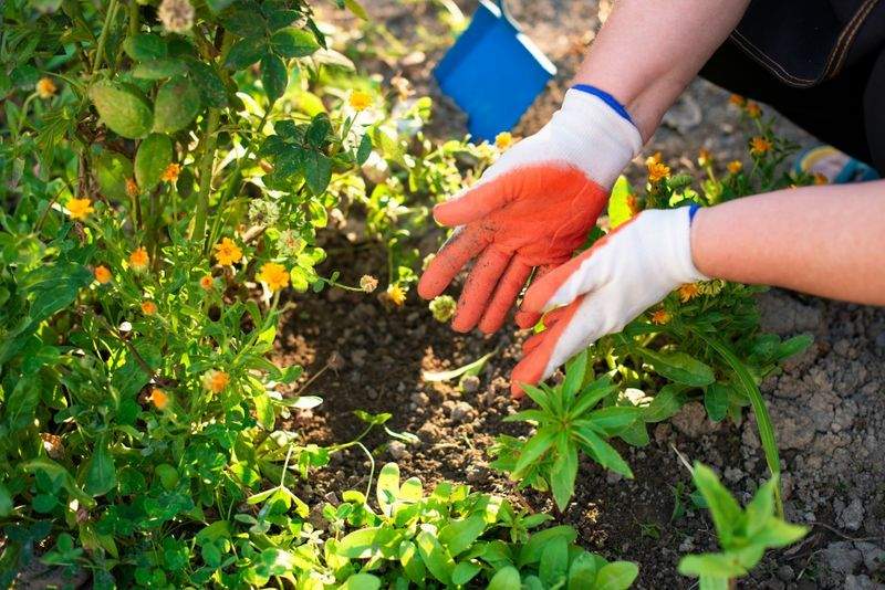 春の植栽計画で庭を整えるポイント