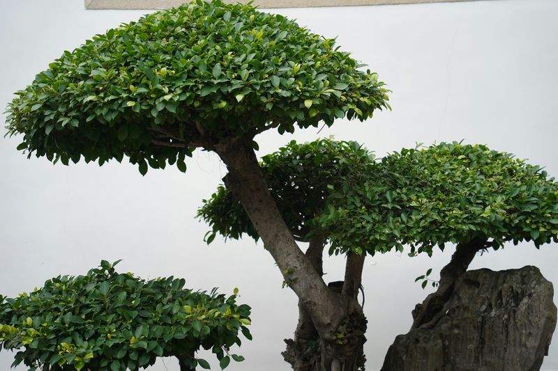 翠庭園設計株式会社 2